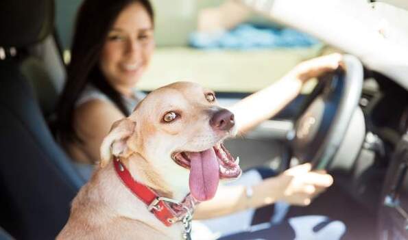 multa-por-llevar-perro-en-carro