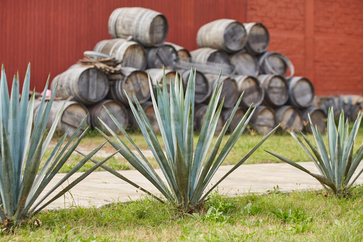 Tequila Región de México