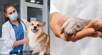Veterinarias gratuitas en México: ¿Qué dice la nueva ley? (Freepik)