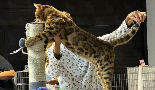 Gatos Bengalí