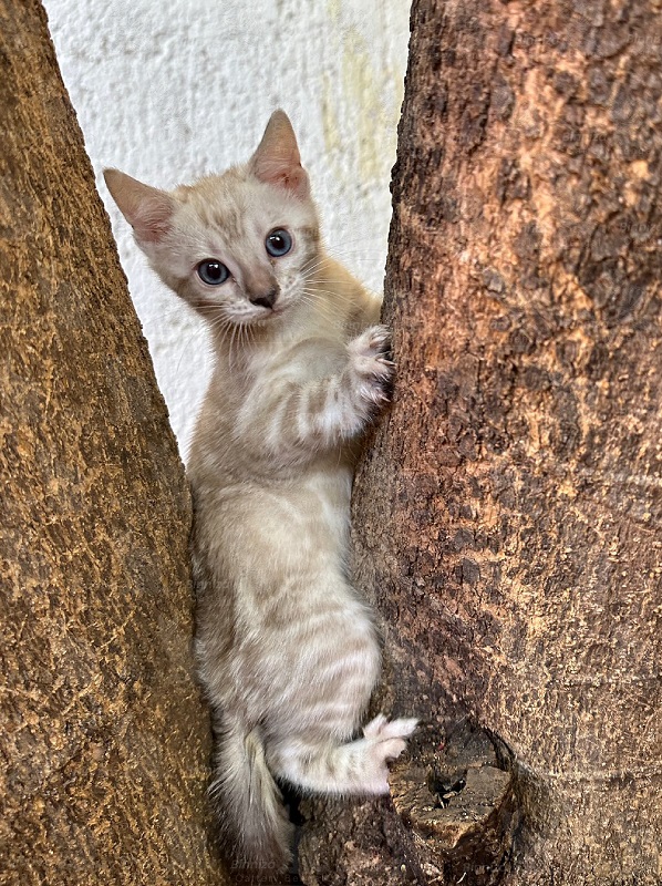 Gatos Bengalí: compañeros juguetones y sociables