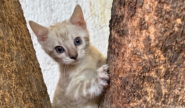 Gatos Bengalí: compañeros juguetones y sociables