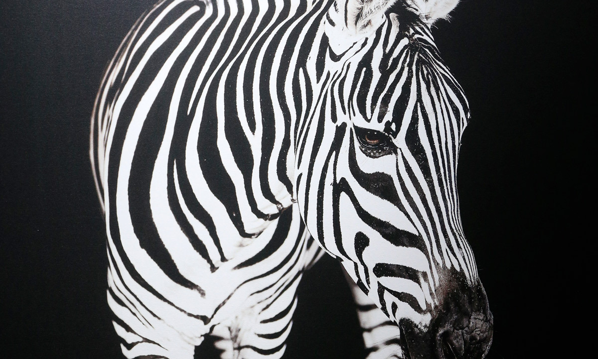 Obra Blanco y negro de la artista Fernanda Garza / Foto: Daniel Saldívar