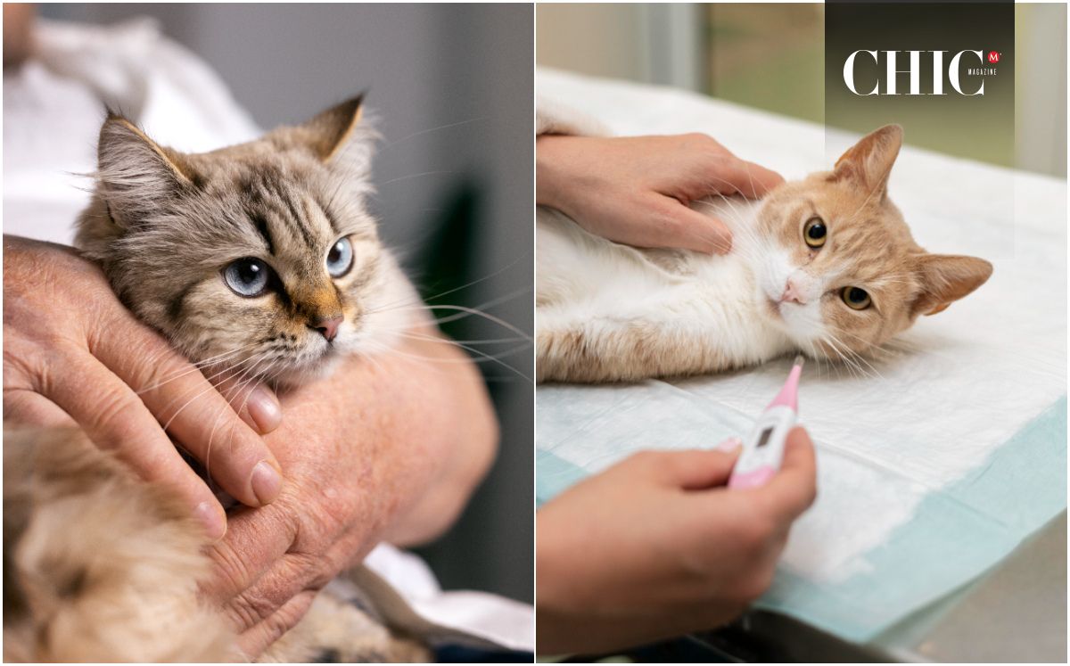 Enfermedades más comunes en gatos: ¿Cuáles son y síntomas? (Foto: Freepik)