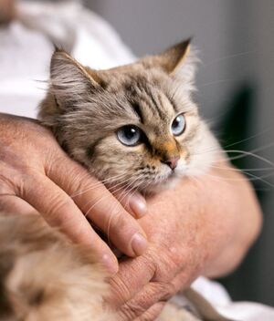 Enfermedades más comunes en gatos: ¿Cuáles son y síntomas? (Foto: Freepik)
