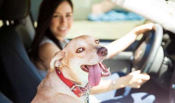 multa-por-llevar-perro-en-carro