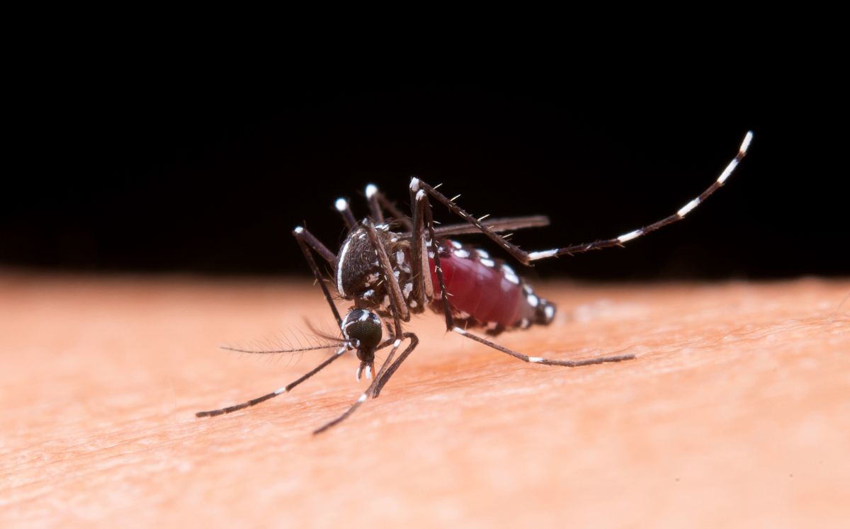 Zika: ¿Cuáles son sus síntomas y por qué es tan peligroso? (Freepik)