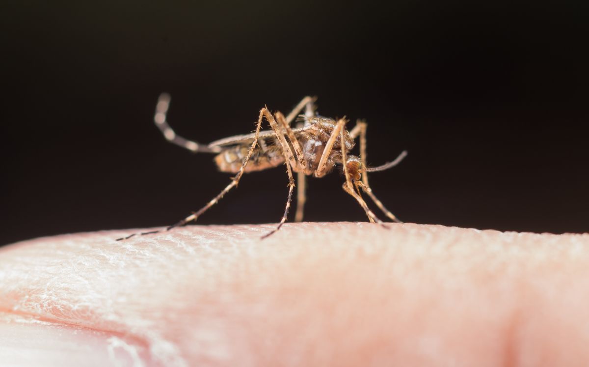 Zika: ¿Cuáles son sus síntomas y por qué es tan peligroso? (Freepik)