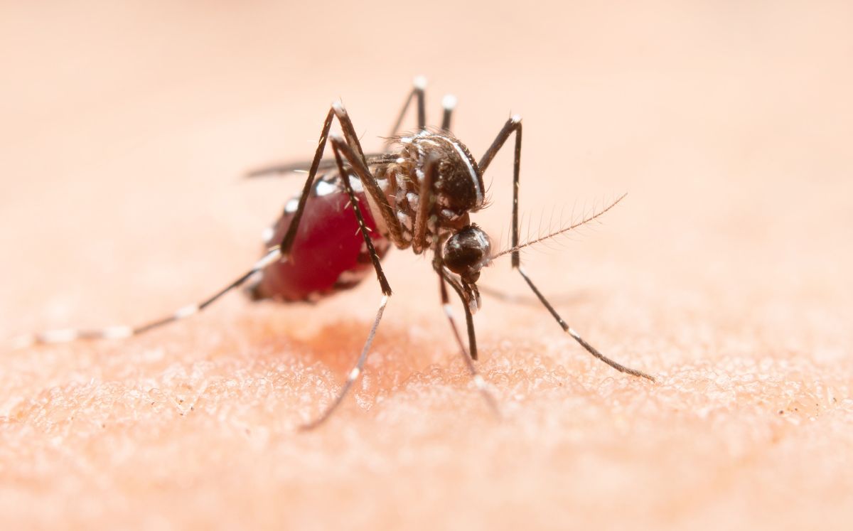 Zika: ¿Cuáles son sus síntomas y por qué es tan peligroso? (Freepik)