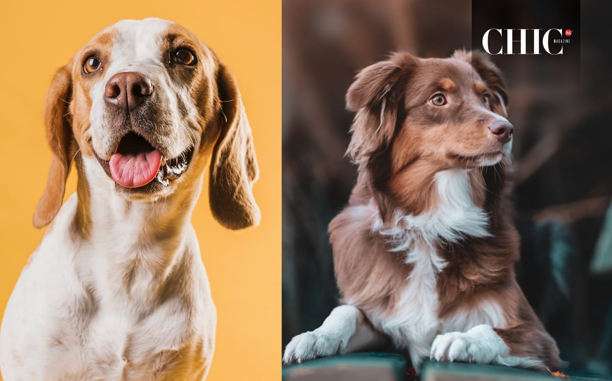 RUAC: ¿En dónde es indispensable que lo tengan los animales? (Freepik)