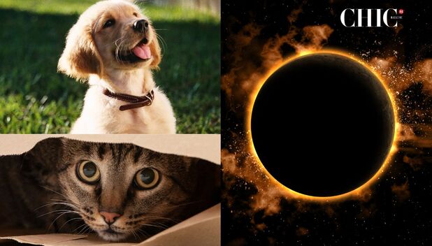 Eclipse: ¿Cómo proteger a los animales? ¿se pueden quedar ciegos? (Freepik)