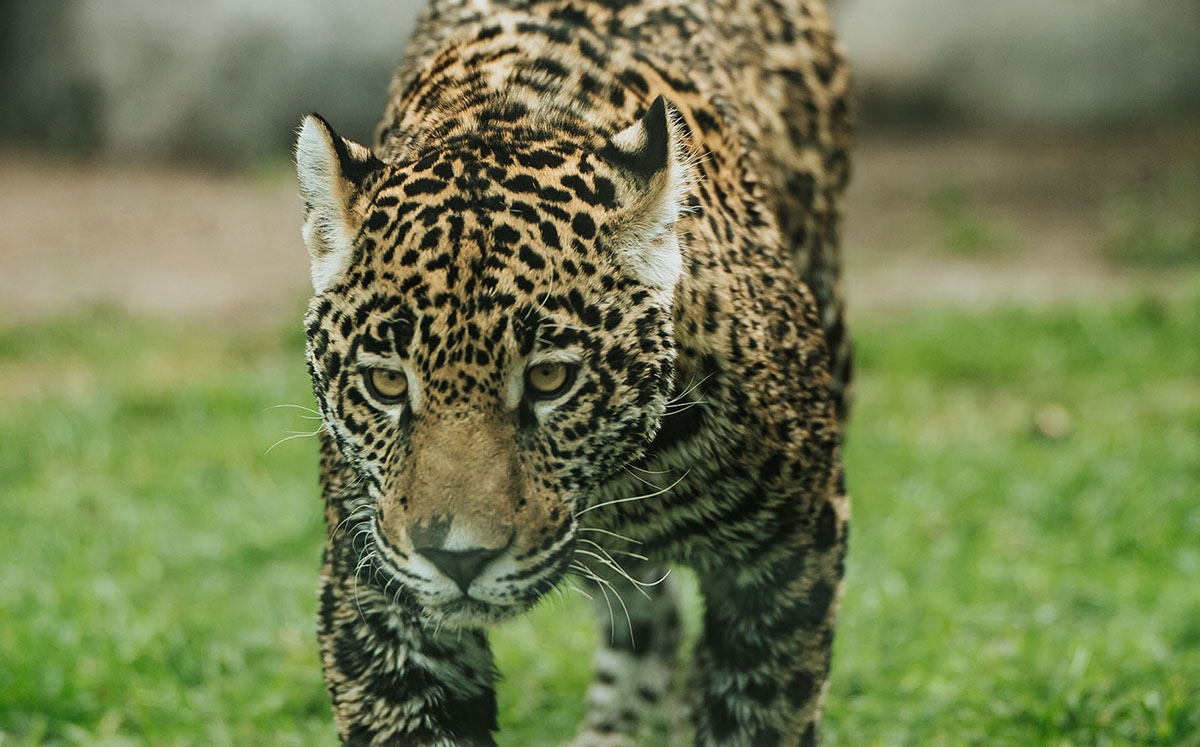 Zoológico de Zacango
