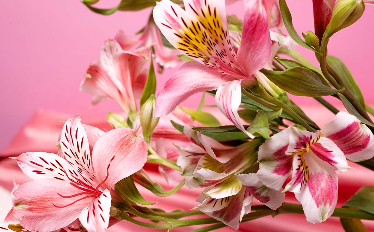 Lilyum / Foto: Cortesía