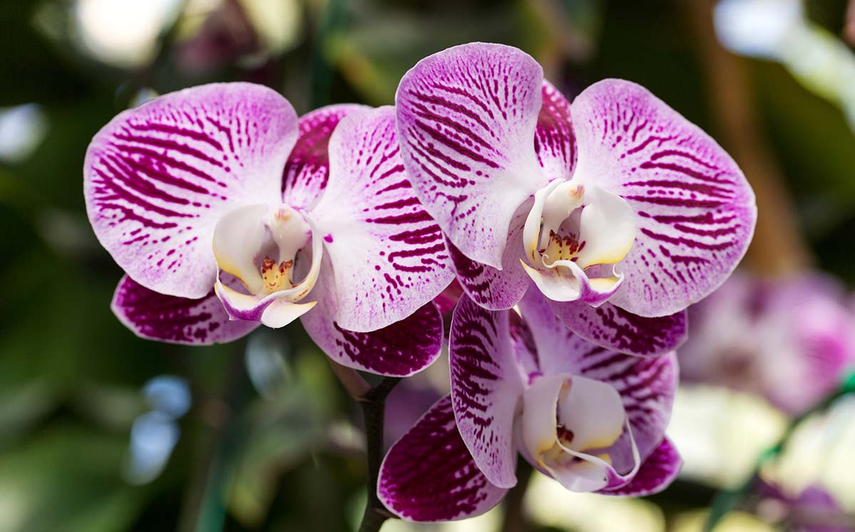Orquídeas / Foto: Cortesía