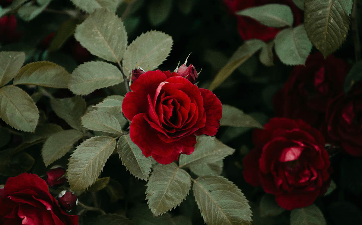 Rosas Rojas / Foto: Cortesía