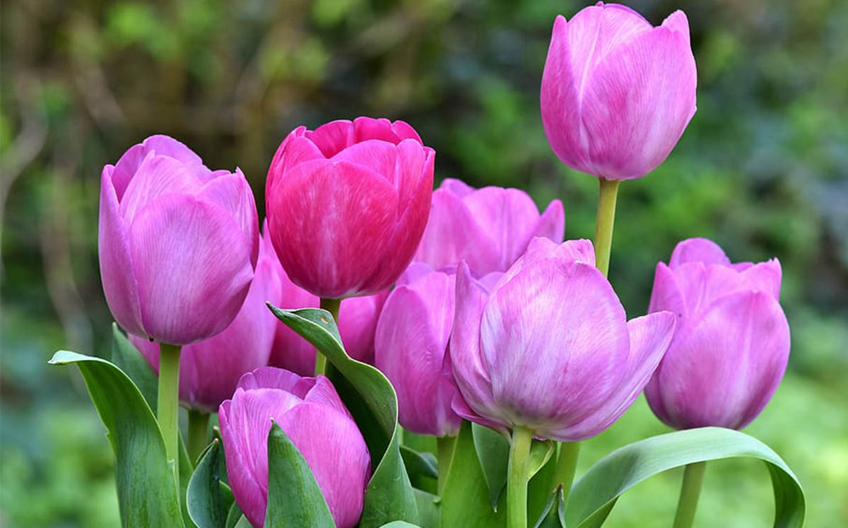 Tulipanes / Foto: Cortesía