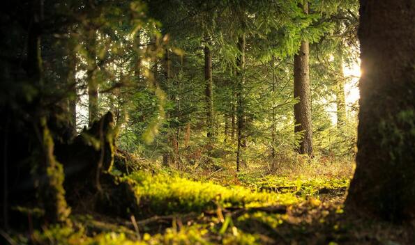 Cómo llevar la naturaleza a casa este Día Mundial de las Fragancias (Foto: Cortesía)