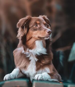 Asma en perros: Causas, síntomas y tratamientos (Foto: Freepik)