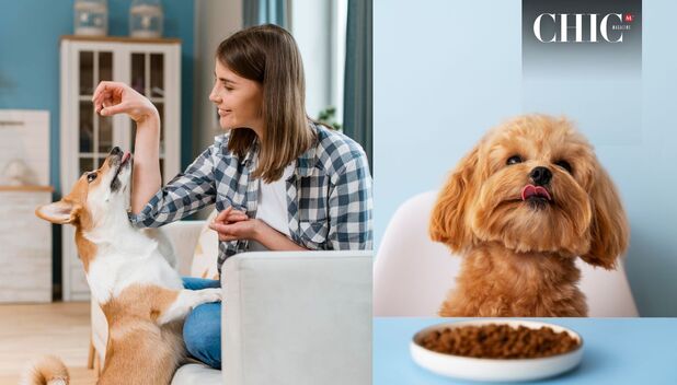 Perros: ¿Cómo alimentarlos para evitar enfermedades? (Freepik)
