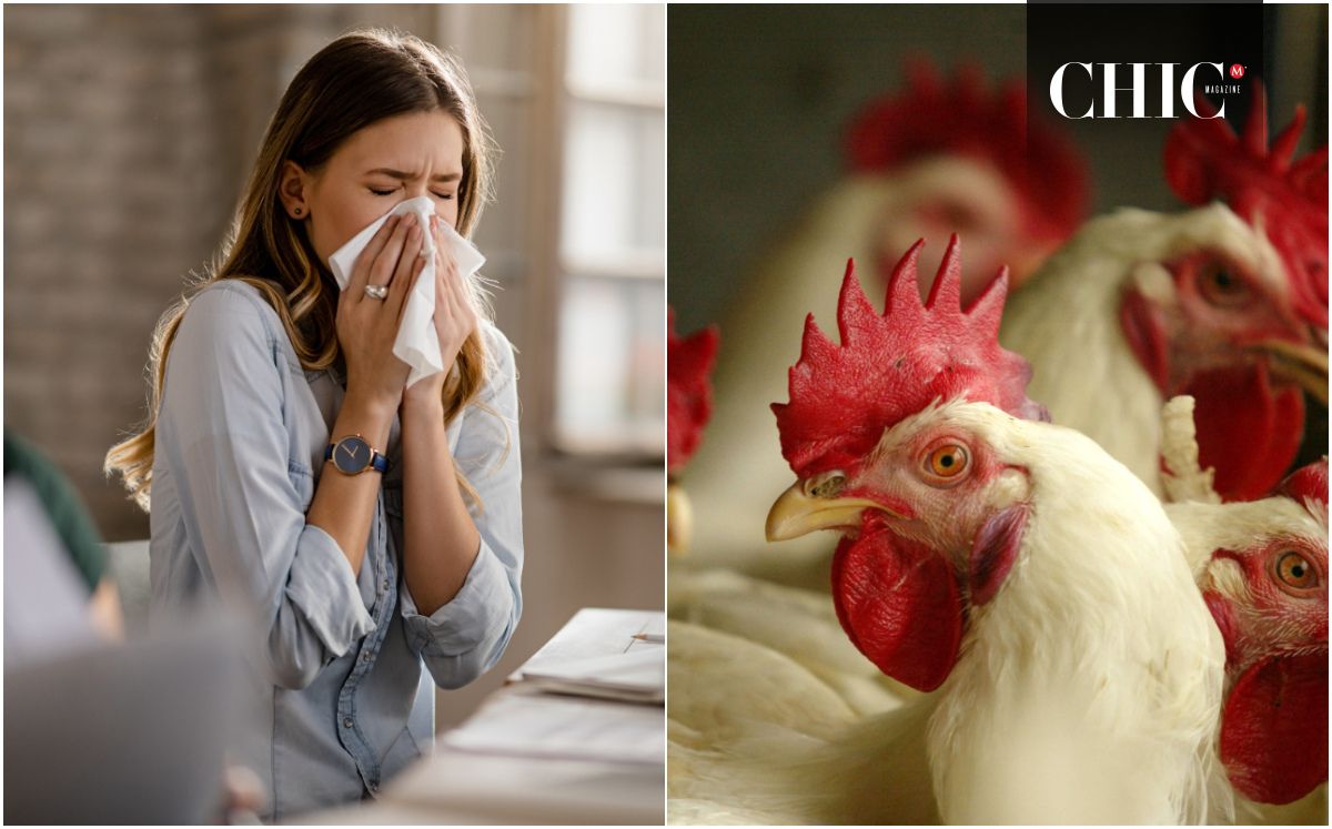 Gripe aviar: Estos son los síntomas de H5N2 en México (Foto: Getty/Freepik)
