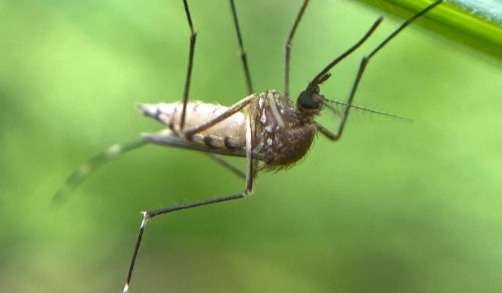 5 tips efectivos para protegerse contra el dengue (Foto: Getty)