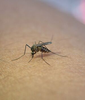Picadura de mosquita con dengue (Freepik)