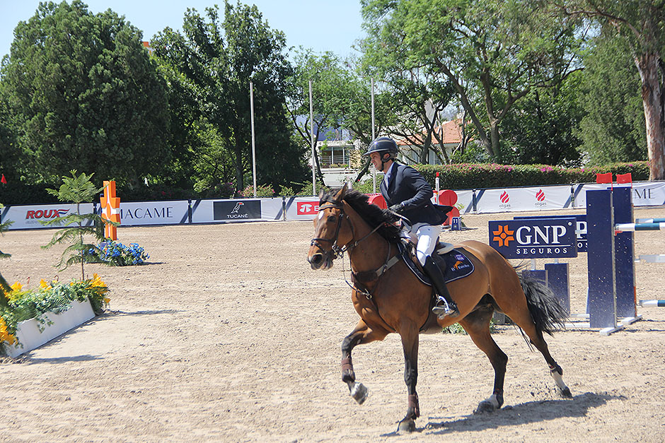 Z. caballos 01