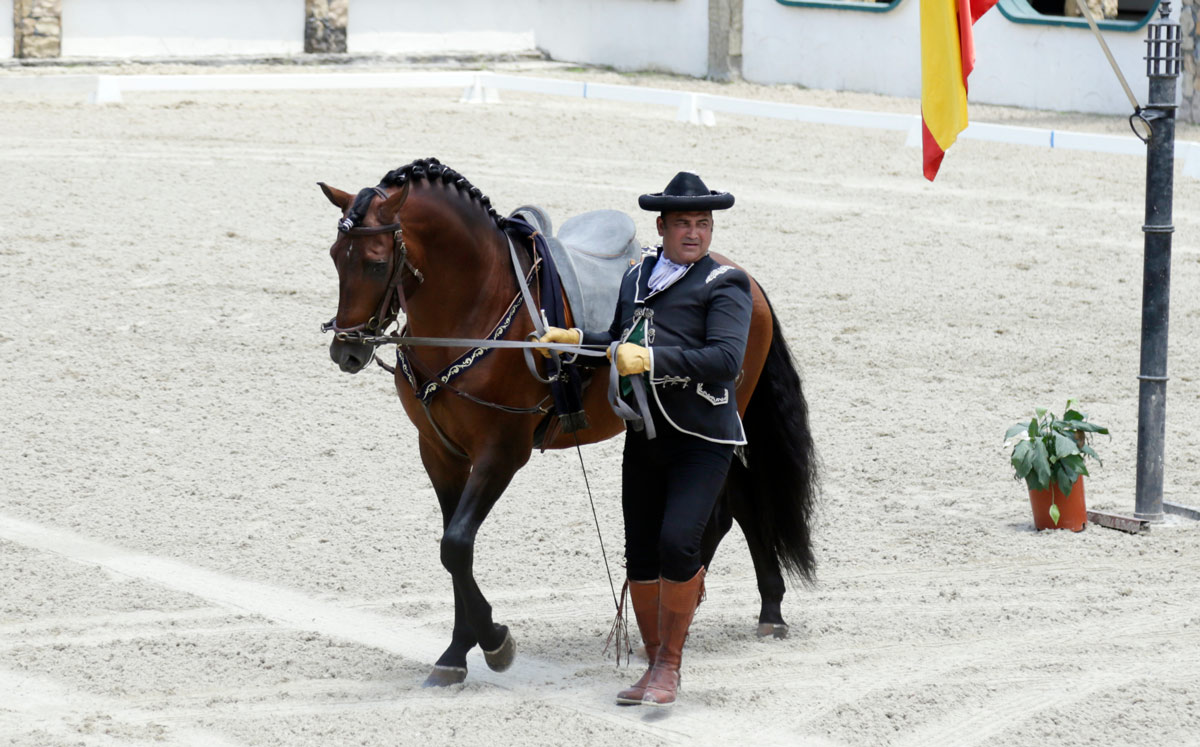 Caballos lucitanos desfilaron en Las Morerías / Foto: Omar Valdez