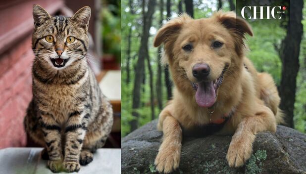 Reciclaje para ayudar a perros y gatos (Freepik)