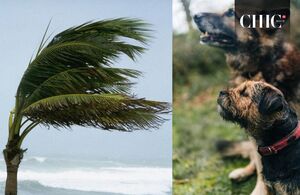 Perros, gatos y mascotas durante el huracán (Freepik/ Getty Images)