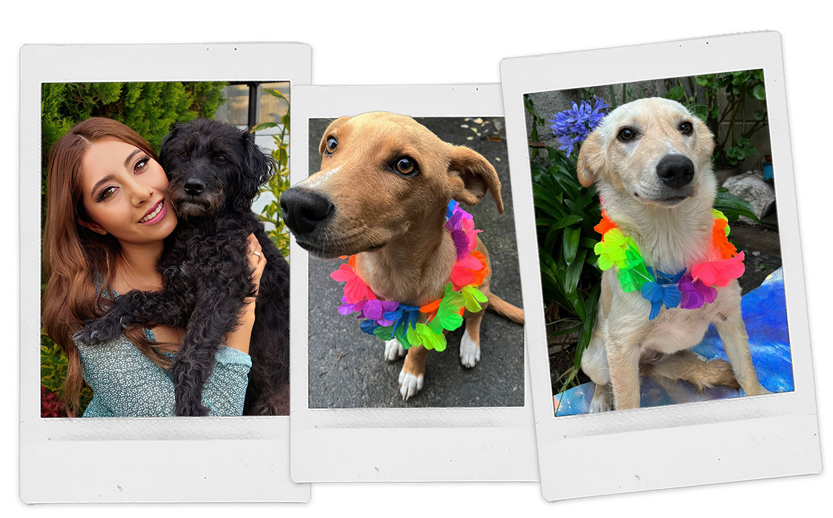 Hay perritos maravillosos buscando un hogar lleno de amor. Si estás listo para recibir una gran dosis de cariño, llama al 722 394 64 25.