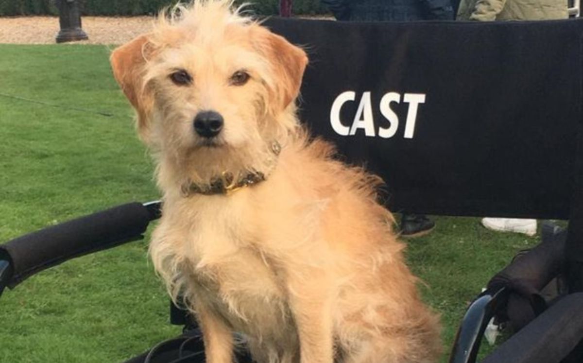 Bobby, el perro que vivió en la calle y ahora es una estrella (Instagram)