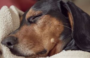Hacen investigación sobre la babesia canis y esto debes saber (Freepik)
