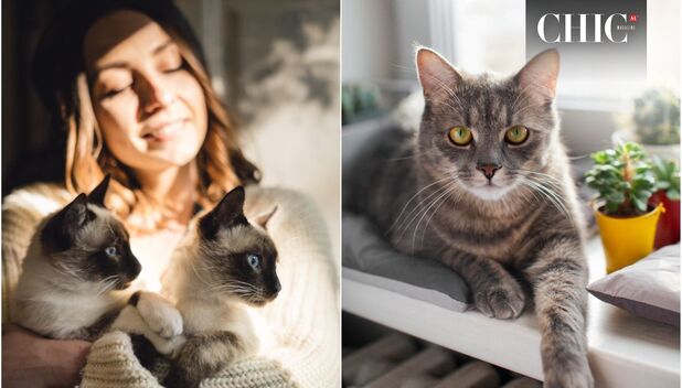 El tiempo exacto en que los gatos olvidan a sus dueños (Foto: Freepik)