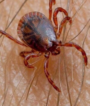 Conoce lo que es la rickettsia y sus síntomas para evitar contagios (Freepik)