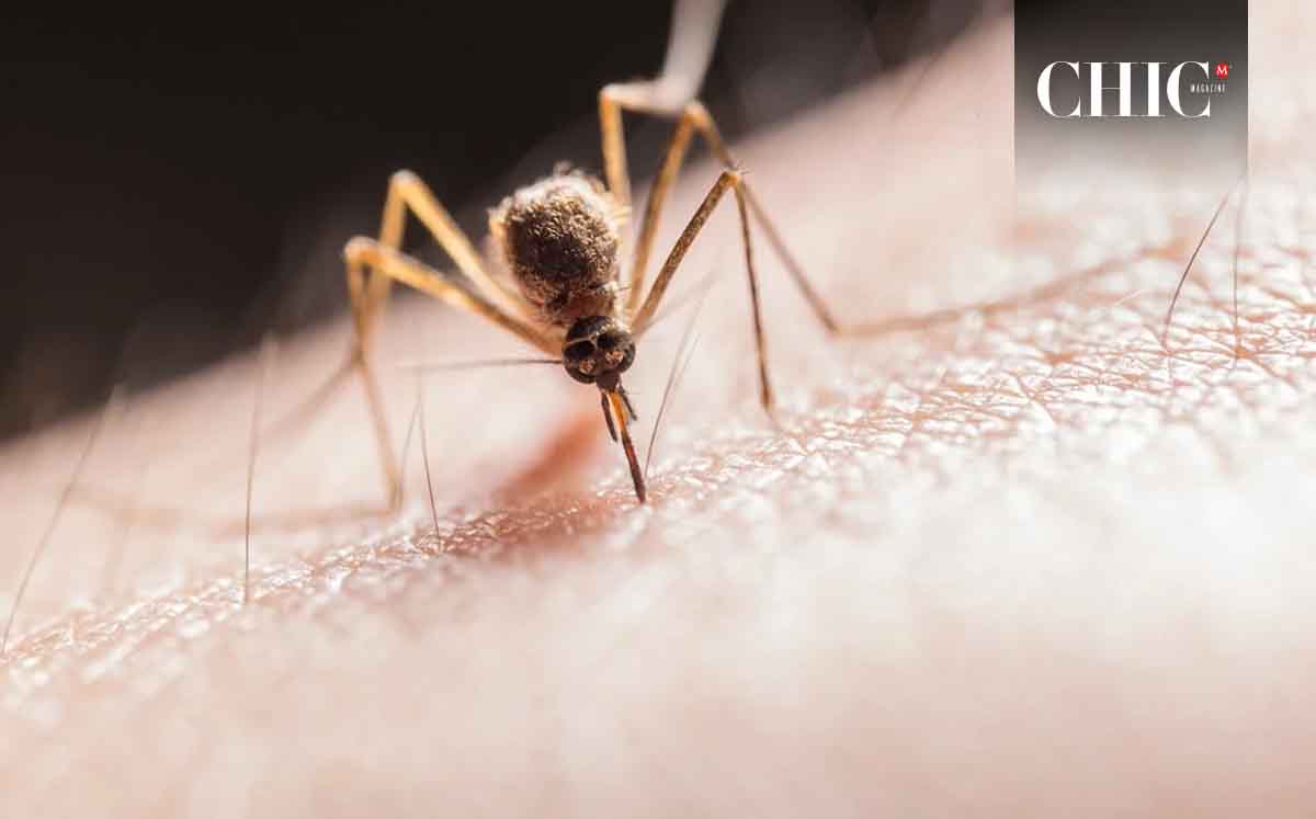 El olor, el sudor y el grupo sanguíneo son algunos de los factores que atraen más a los mosquitos.(Foto:Pexels)