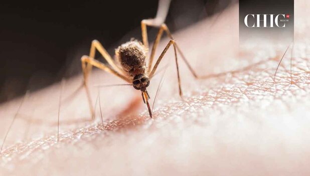 El olor, el sudor y el grupo sanguíneo son algunos de los factores que atraen más a los mosquitos.(Foto:Pexels)