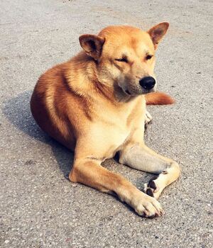 Adopta a un perrito que vive en la calle con estas medidas (Freepik)
