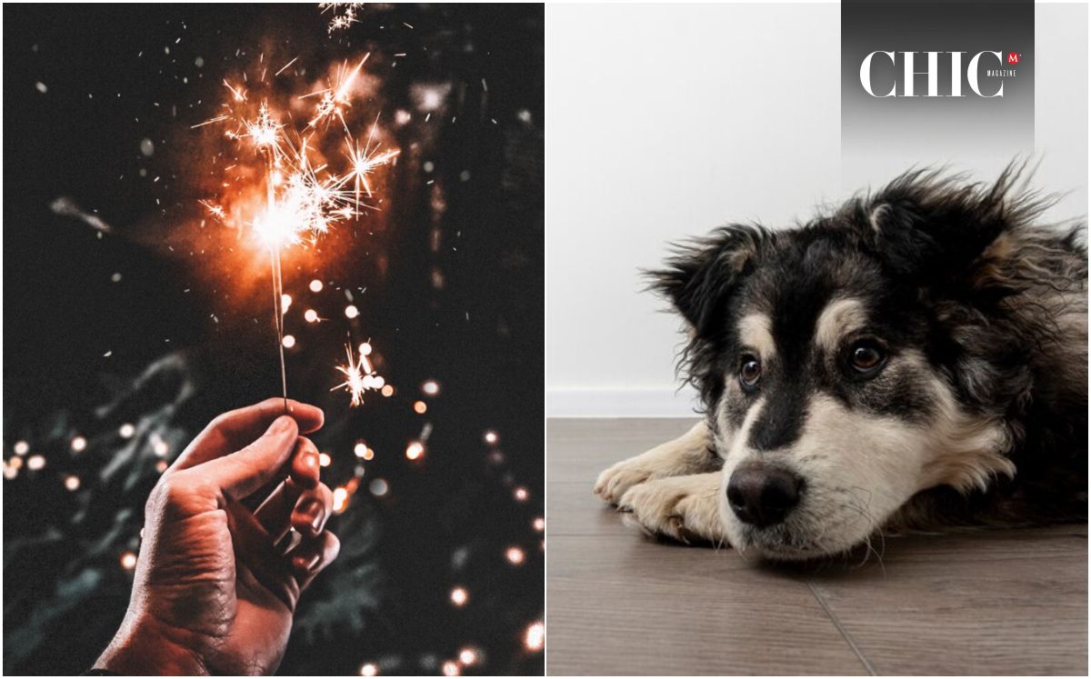 Como cuidar a tu perro de la pirotecnia (Foto: Freepik)