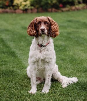 Mascotas: ¿Cómo despedirse cuando mueren?