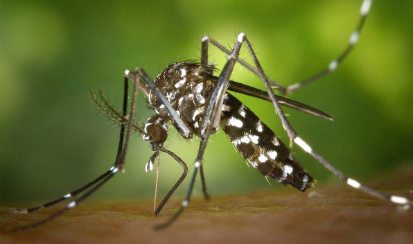 Mosquito