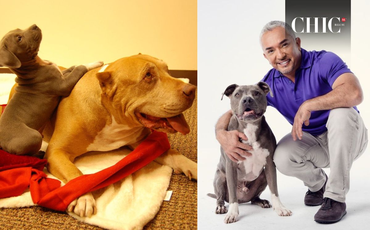 César Millán y su perro (Instagram)