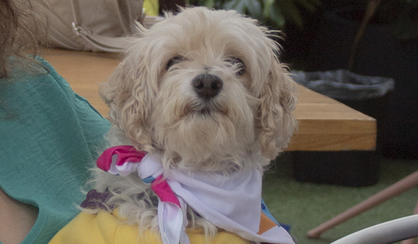 Louie en el evento de lanzamiento de Jack & Molly (Leslie Flores)