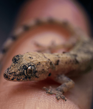 Especie de lagartija que vive en México (Freepik)