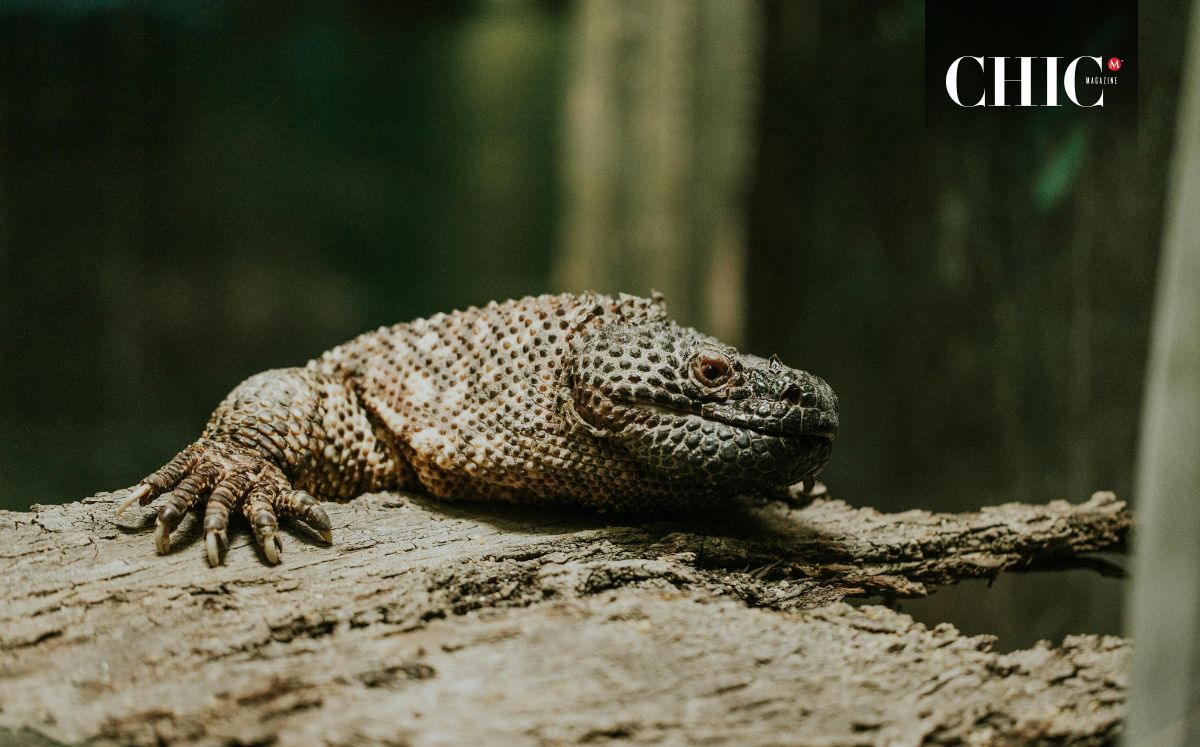 La lagartija Heloderma horridum o lagarto enchaquirado (Pexels)