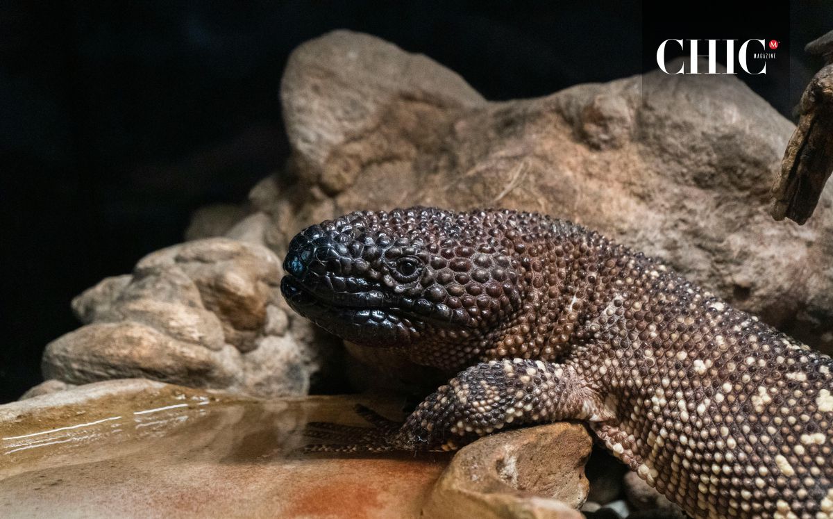 Lagarto enchaquirado en su hábitat (Pexels)