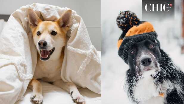 Así debes cuidar a tu perro del frío (Freepik)