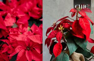 Flor de Nochebuena (Freepik)