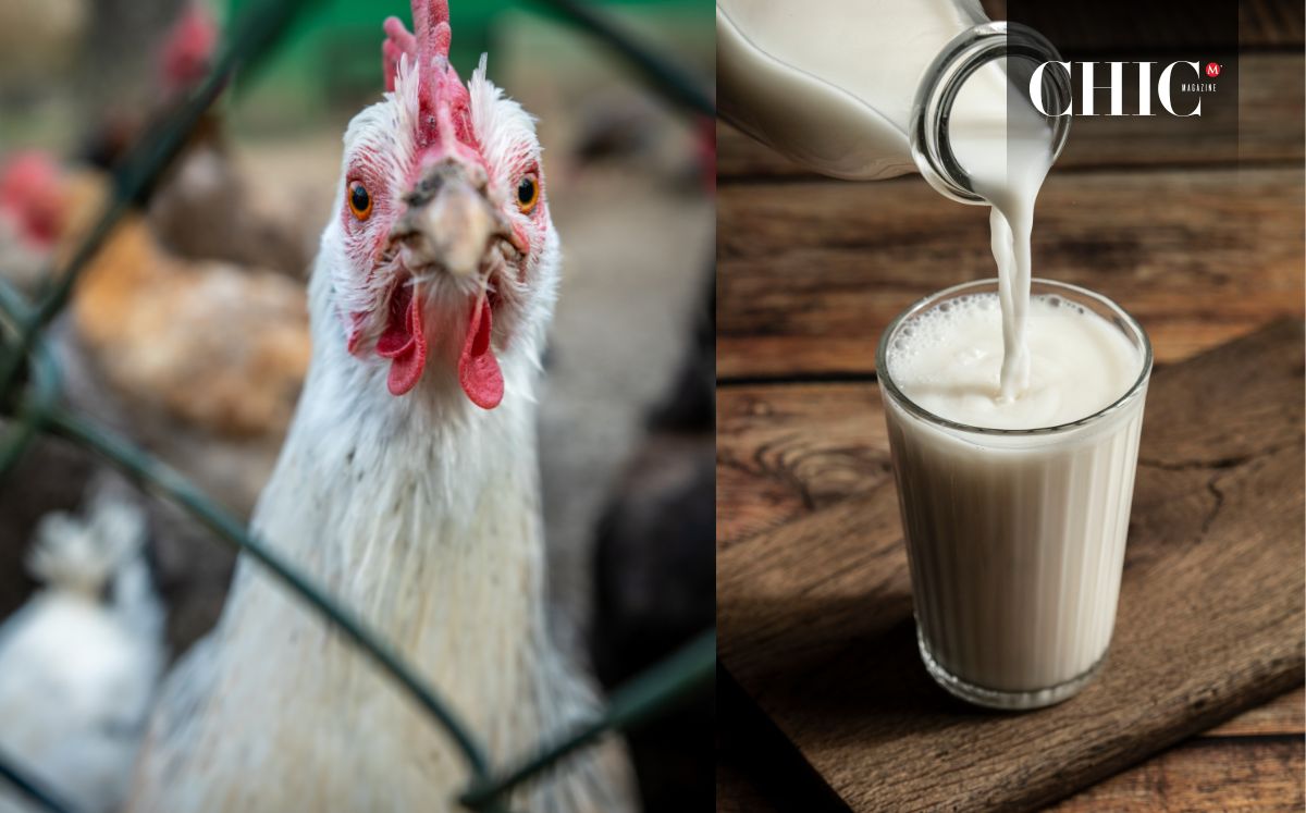 Gripe aviar se expande a las vacas; ¿los humanos corremos riesgo? (Getty Images)