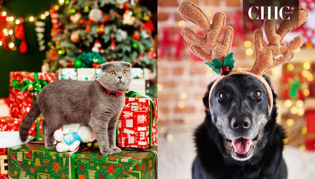 Razones para no regalar mascotas en navidad (Freepik)